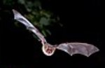 Flying bat on Halloween in Nice
